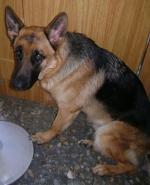 Leika, la perra de Nalya