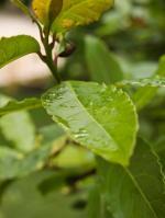 Hoja silvestre mojá