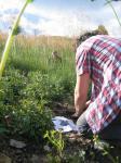 96. Plantando un arbolito en medio del monte.  