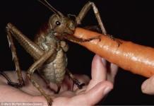 Weta Gigante