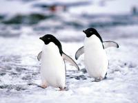12. Participando en una carrera de pingüinos junto al menos tres personas más.