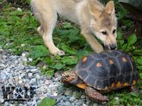 La curiosidad mató al lobo
