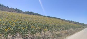 Girasoles