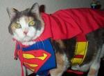 Miaw cómo SuperCat 