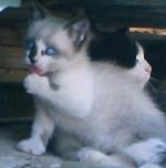 Mi gatito Orus