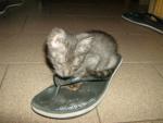 El gato con botas... ¿O era con chancletas?