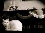 ¡Gato pianista!