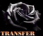 La rosa negra de Transfer
