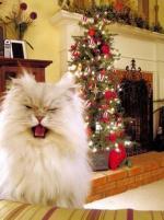 A mi gato y a mi no nos gusta la Navidad ¬¬