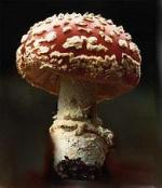 Amanita Muscaria