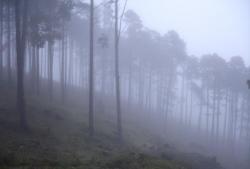 El Sendero de la Niebla