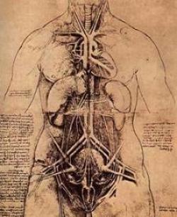 Anatomía