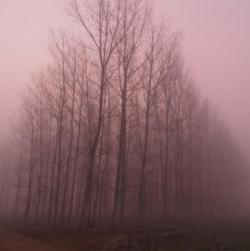 El Bosque que Simplemente Apareció