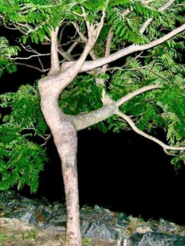 Pokemon: El árbol de los Sueños