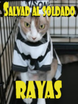 Salvad al soldado Rayas