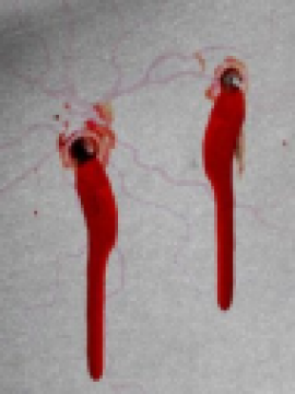 Vampiros