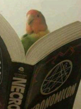 La estantería del caos
