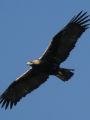 Aguila 