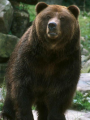 Oso Grizzli