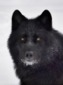 Gran lobo negro