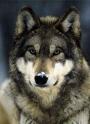 Lobo