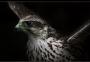 Falco filius Avis ex bjornaer