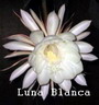 Luna Blanca