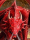 12 Muerto - Dragón Rojo (Enywas)
