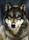 Lobo