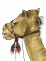 Camello de Mancillado.