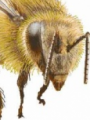 Abeja Alienígena