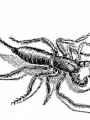 escorpión latigo