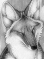 Tótem Coyote