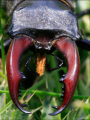 Gran escarabajo