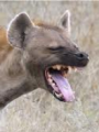 Hyenadeon