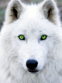 The White Wolf