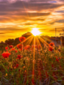    Amanecer