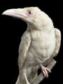 Cuervo Blanco