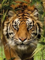 Tigre