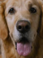 Ozzie