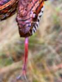 Lengua D. Serpiente