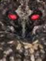 Buh Occullus