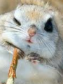 Momonga