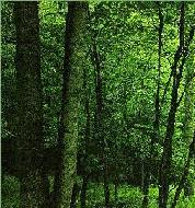El Bosque