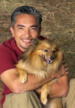 El encantador de Perros (Dog Whisperer)