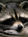 Tanuki
