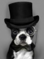Wyllerwinnie