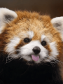 Red Panda