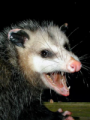possum